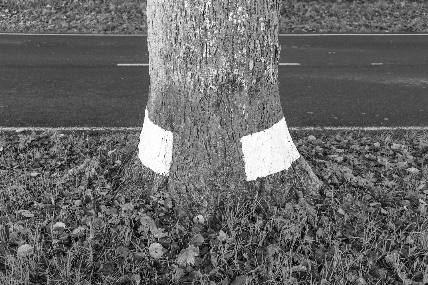 New gallery : Trees